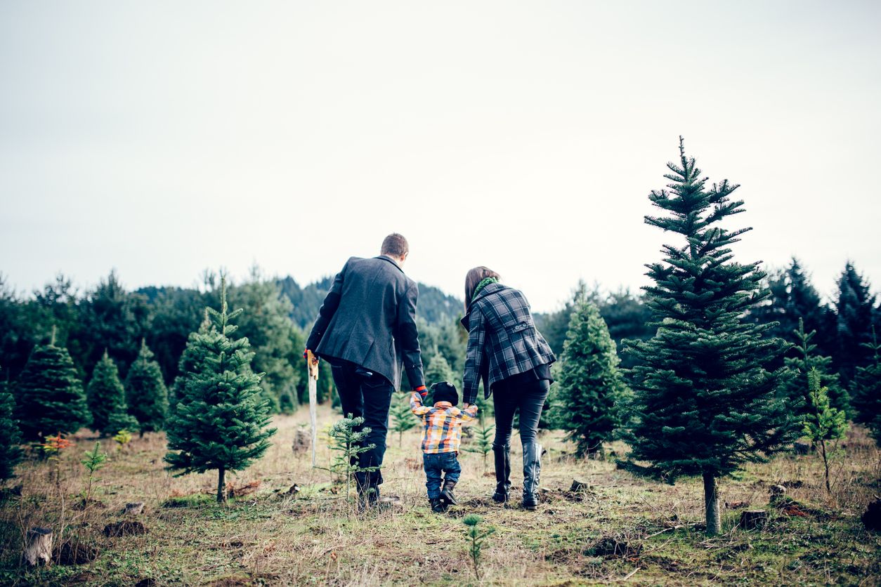 couple walking through tree farm 