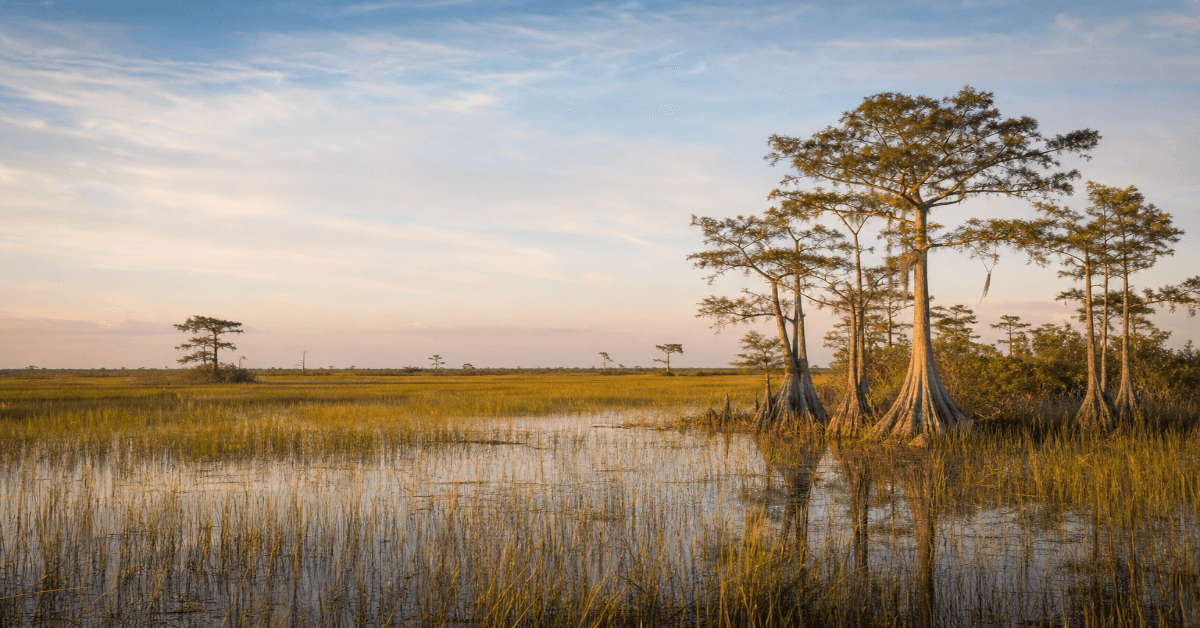 Sawgrass marshes and cypress trees of the Florida Everglades
